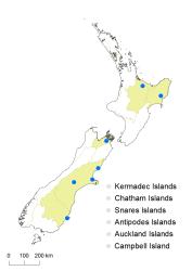 Cotoneaster integrifolius distribution map based on databased records at CHR. 
 Image: K. Boardman © Landcare Research 2017 CC BY 3.0 NZ